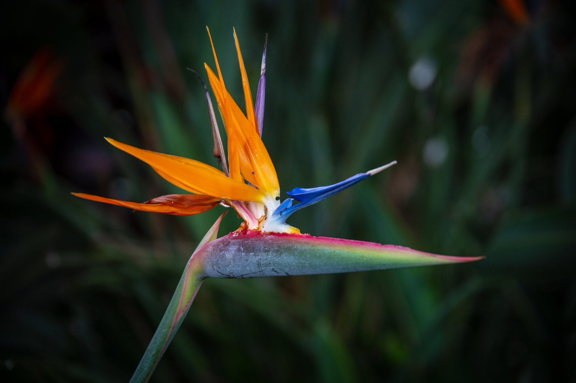 Bird Of Paradise LazyApe Bird Of Paradise LazyApe